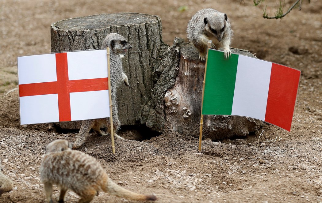 Surikaty v londýnské zoo před finále EURO