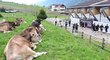 Český trénink v Itálii sledovaly i krávy. Ostřelovali se slávisté