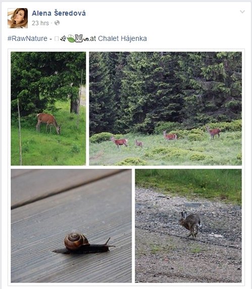 Šeredová na záletného manžela kašle, je na dovolené v Krkonoších, kde pozoruje srnky.