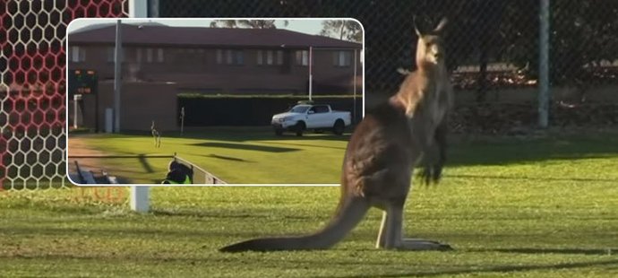 Klokaní výtržník narušil zápas ženské fotbalové ligy v Austrálii