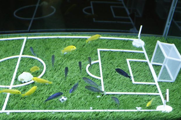 Fotbal hrají před MS i rybičky z akvária v Šanghaji Fotbal hrají před MS i rybičky z akvária v Šanghaji