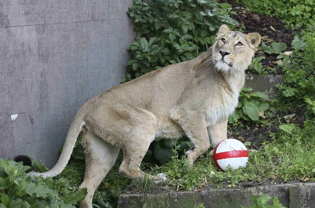 Lev v londýnské zoo s míčem v anglických barvách Lev v londýnské zoo s míčem v anglických barvách