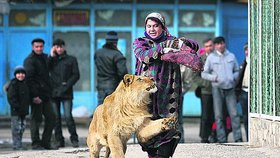 PROCHÁZKA S MAZLEM -  Zaměstnankyně zoo dvakrát do týdne vyvádí lva z klece na procházku, a aby nikoho neohrožoval, udržuje jeho pozornost kusem masa