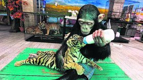 STAROSTLIVÁ ŠIMPANZÍ MÁMA -  Někteří lidé jsou schopni své dítě klidně odložit, zatímco tento dvouletý šimpanz se ujal mláděte, které evidentně není jeho. Těžko říct, zda by se skamarádil i s tygříkovou maminkou