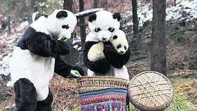HRÁLI SI NA PANDY -  Do pandích kostýmů jsou převlečeni čínští výzkumníci, aby se jich mládě nebálo. Díky tomu jej bez problémů dostanou do košíku, ve kterém ho převezou do přírodního centra pro pandy
