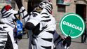 Bolívijští "převaděči" přes přechod pro chodce převlečení za zebry