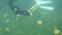 Jellyfish Lake na ostrově Palau, Mikronésie