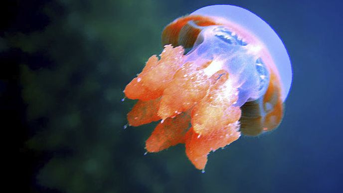 Jellyfish Lake na ostrově Palau, Mikronésie