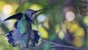 Létající drahokamy - kolibříci jsou endemičtí ptáci a vystují se jen na americkém kontinentě