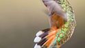 Létající drahokamy - kolibříci jsou endemičtí ptáci a vystují se jen na americkém kontinentě
