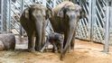 Slůně slona indického, které se narodilo v pražské zoo 5. dubna