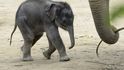 Slůně slona indického, které se narodilo v pražské zoo 5. dubna