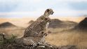 Keňa, rezervace Masai Mara