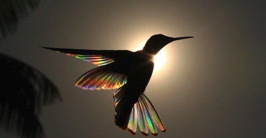 Okřídlená duha z těl kolibříků: Tohle není Photoshop, ale příroda v celé své kráse