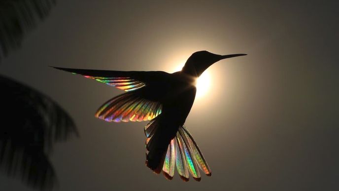 Fotografie nazvaná RAINBOW BALLET.