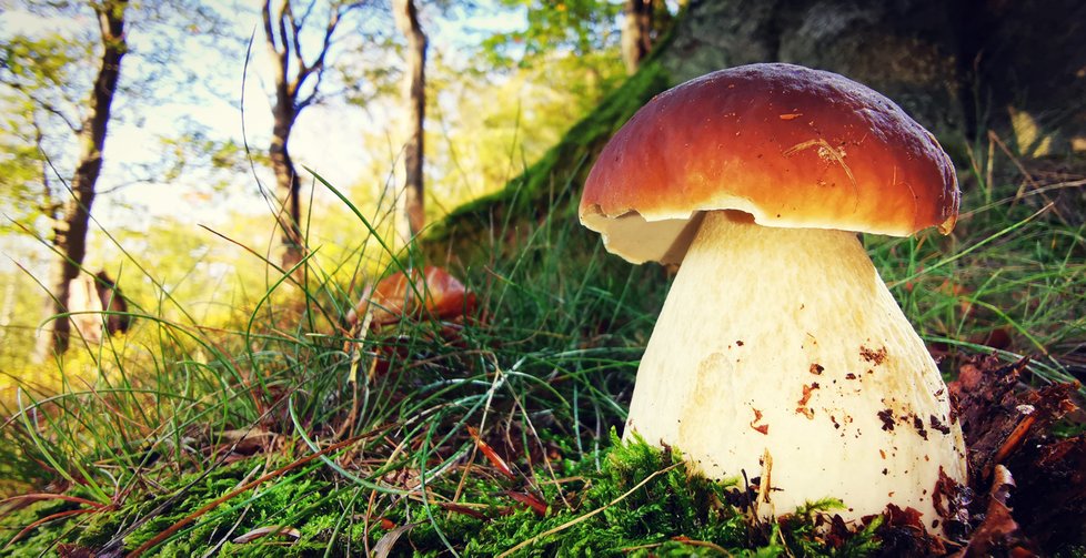 Hřib smrkový je mezi houbaři oblíbený. Roste zpravidla až do listopadu.