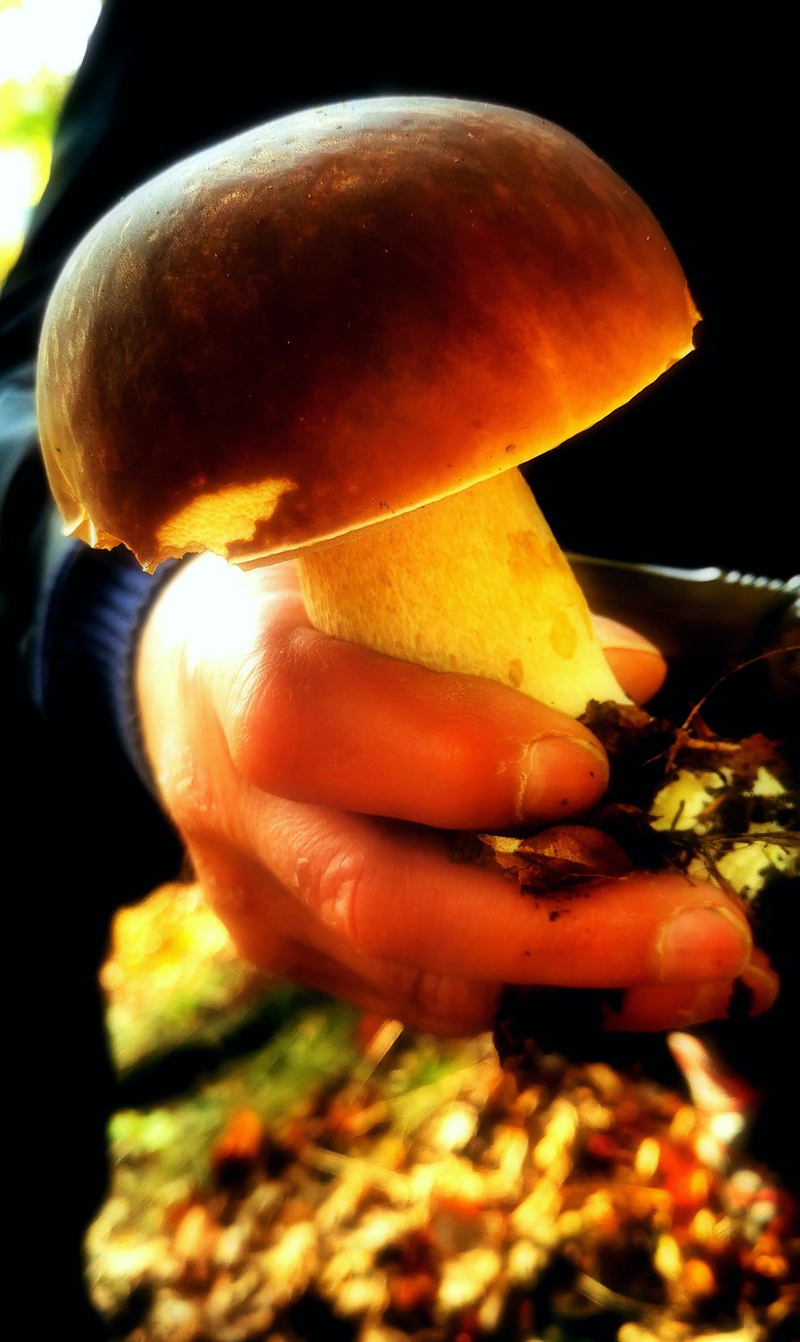 Hřib smrkový je mezi houbaři oblíbený. Roste zpravidla až do listopadu.