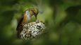 Kolibřík jiskřivý, Savegre, Cordillera de Talamanca, Kostarika