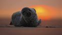 Tuleň kuželozubý, Dune, Německo