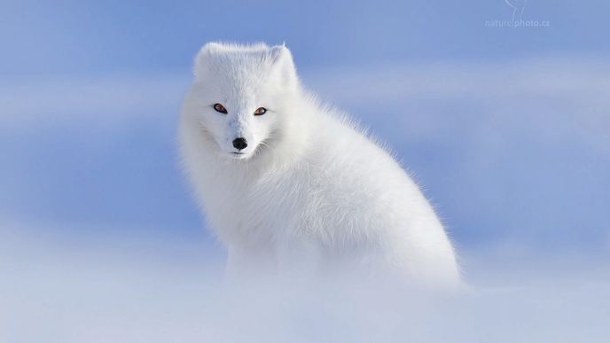 Liška polární, Špicberky, Norsko