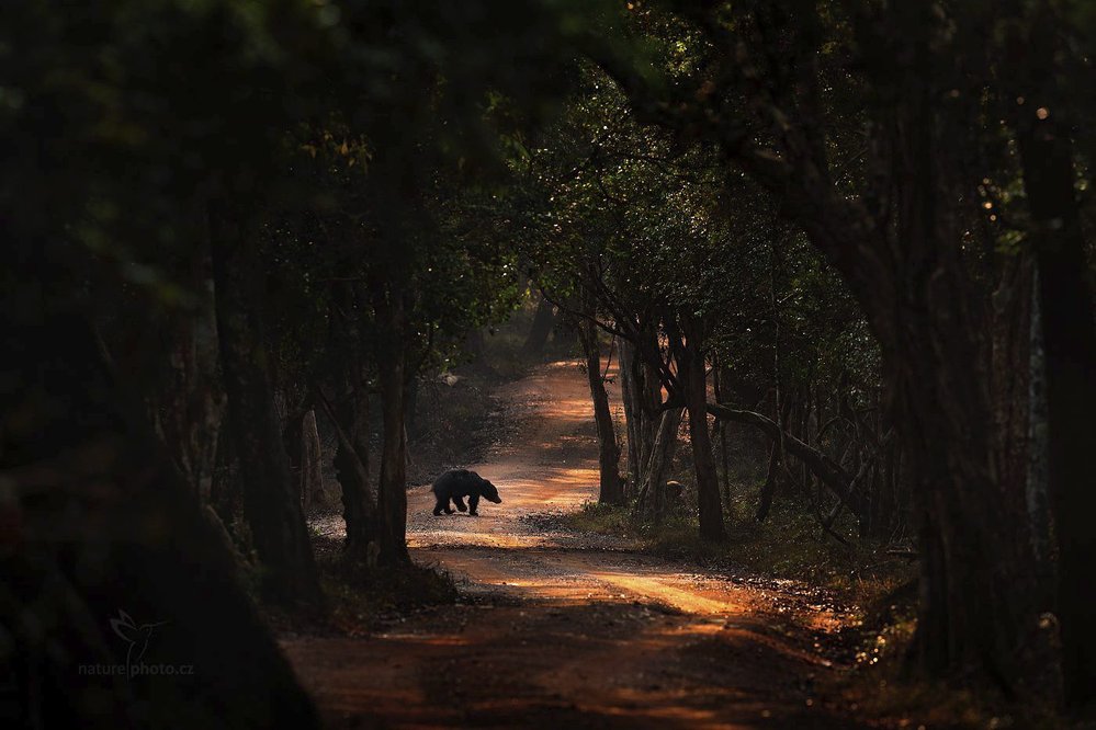 Medvěd pyskatý, Wilpattu National Park, Šrí Lanka