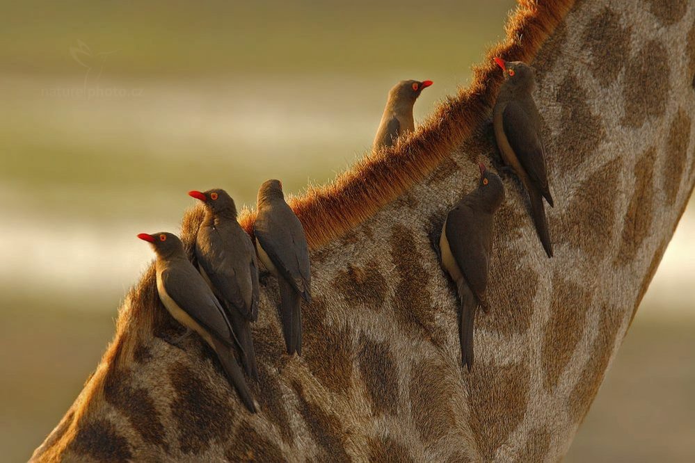 Klubák červenozobý, Chobe National Park, Botswana