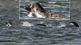 Lochnesská příšera nalezena?! Amatérský fotograf vyfotil podivné zvíře rochnící se v jezeře!