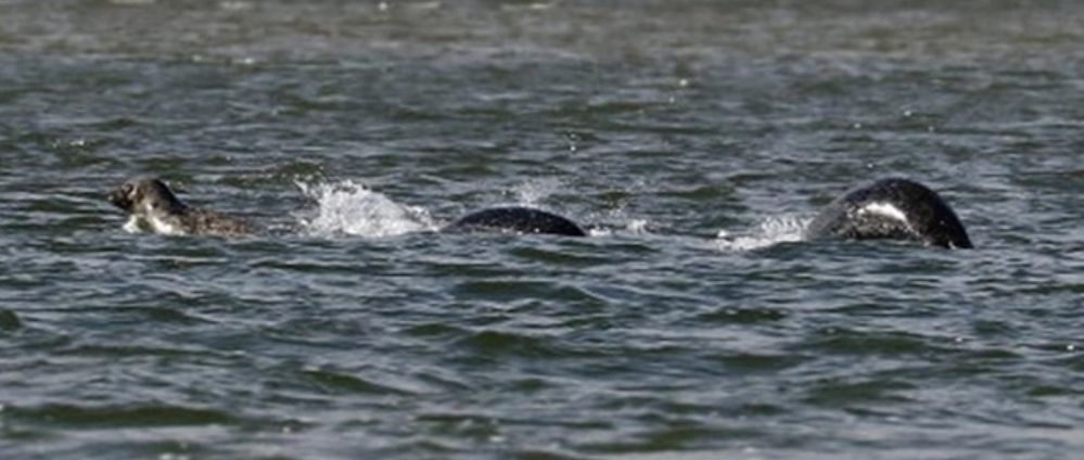 Bájná Nessie nebo tuleni? Ian Bremmer vyfotografoval podivné zvíře v jezeře LochNess.
