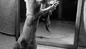 Kočka útočí sama na sebe v zrcadle, 1964