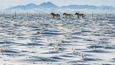 Aklimatizační ohrada pro koně Převalského. V této ohradě tráví první zimu v Gobi po transportu z Evropy.