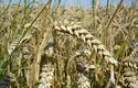 Zemědělství je závislé na klimatu a počasí. To by umělá fotosyntéza mohla změnit. Na snímku je pšenice, ze které se vyrábí mouka do pečiva.