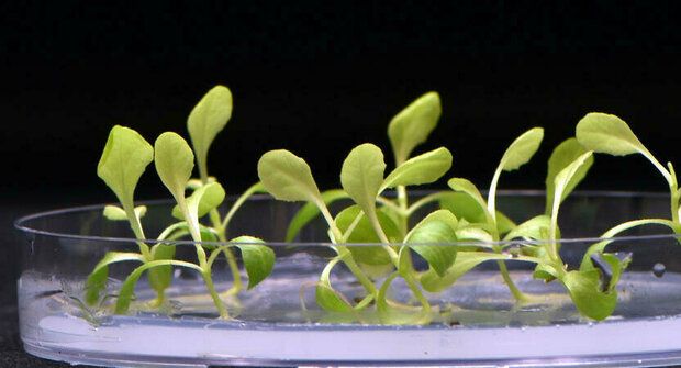Vědcům se povedla umělá fotosyntéza, rostlinám se při ní daří i bez Slunce