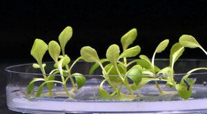 Vědcům se povedla umělá fotosyntéza, rostlinám se při ní daří i bez Slunce 