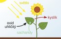 Přírodní fotosyntéza je základem života na Zemi.