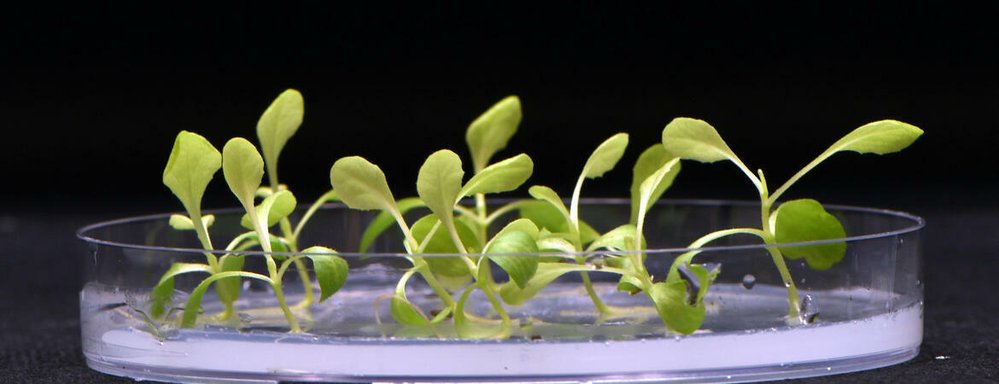 Rostliny pěstované v úplné tmě rostou díky umělé fotosyntéze s octanovým nálevem.