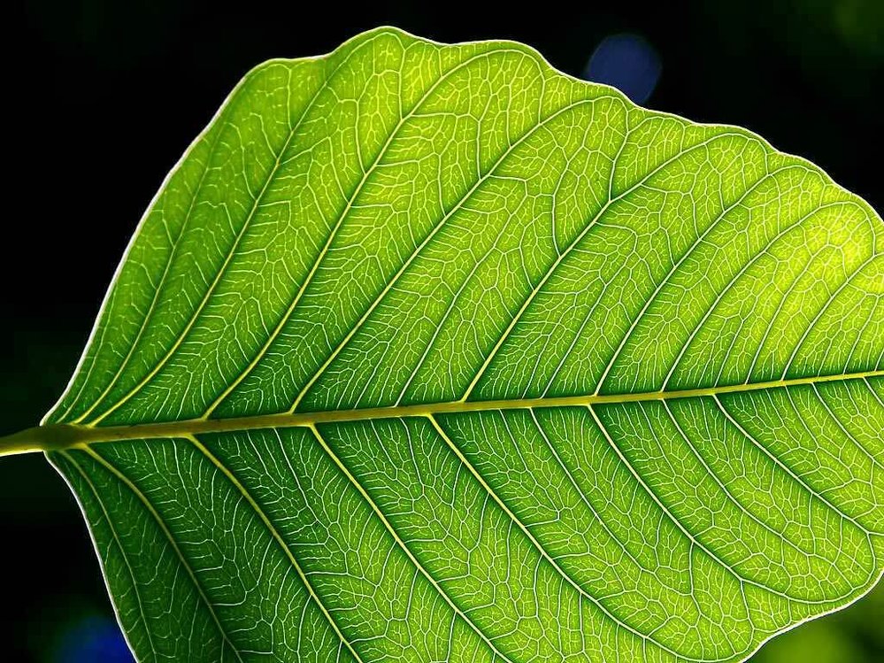 Fotosyntéza probíhá v listech rostlin za pomoci zeleného barviva chlorofylu.