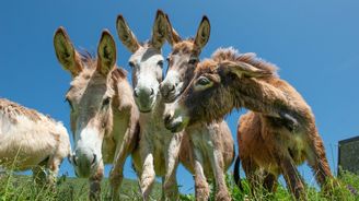 Kleopatřin elixír krásy dnes: oslí mléko z ekologických farem francouzského venkova Kleopatřin elixír krásy dnes: oslí mléko z ekologických farem francouzského venkova