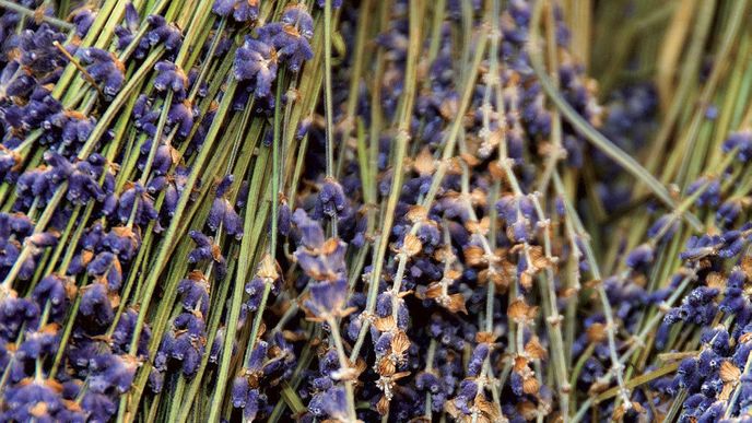 Lány levandule jsou doslova symbolem Provence. Voňavá bylinka kvete v mnoha druzích od června do srpna. Pěstují se nejen modrofialové, ale i bílé variety.