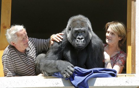 Francouzští zoologové z Lyonu bydlí s gorilou.