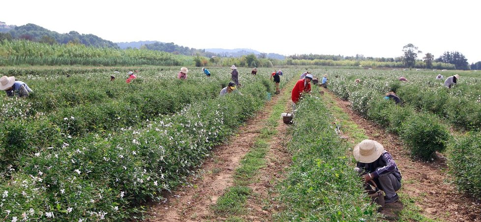 Jasmínové plantáže na Francouzské riviéře