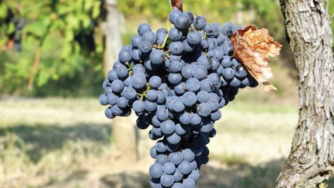 V únoru se uskuteční historicky první mezinárodní soutěž věnovaná odrůdě Frankovka V únoru se uskuteční historicky první mezinárodní soutěž věnovaná odrůdě Frankovka