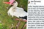 Dojemná slova o smrti čápa Františka.