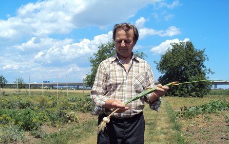 František Habarta s jediným česnekem, který mu lupiči na zahradě nechali.