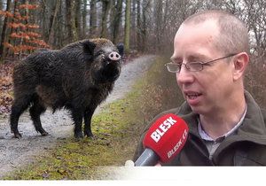 Zemědělec František Havlát má prý řešení na přemnožená prasata. Podle magistrátu ale nepřišel s ničím novým a navíc naštval myslivce.