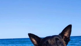 Policejní pes František jde do psího důchodu