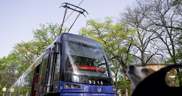 V rámci zahájení kampaně ke 100. výročí úmrtí Franze Kafky byla představena tramvaj nesoucí podobiznu spisovatele. (9. duben 2024)