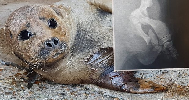 Tuleňátko Freddieho (†1) potrhal pes, kterého neměla majitelka na vodítku! Zvířátko museli utratit