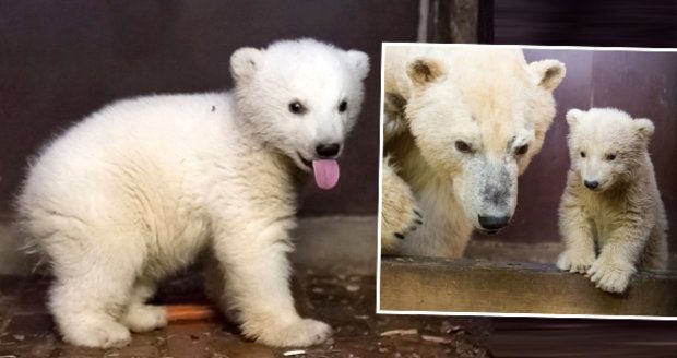 Velký smutek v berlínské zoo: Rozkošný medvídek Fritz náhle zemřel!