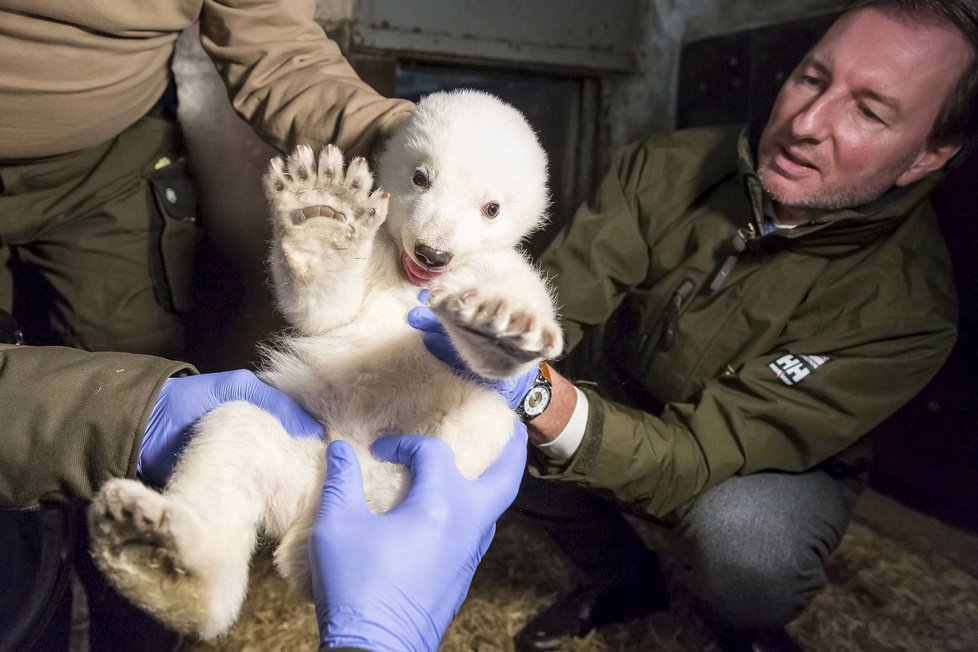 V berlínské zoo uhynulo čtyřměsíční medvídě Fritz.