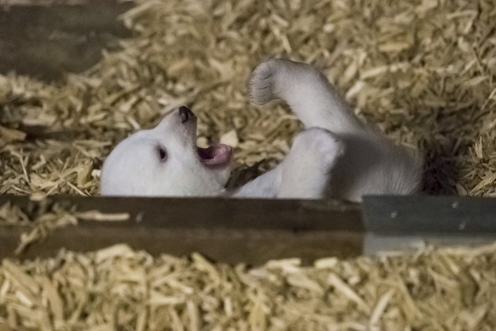 V berlínské zoo uhynulo čtyřměsíční medvídě Fritz.